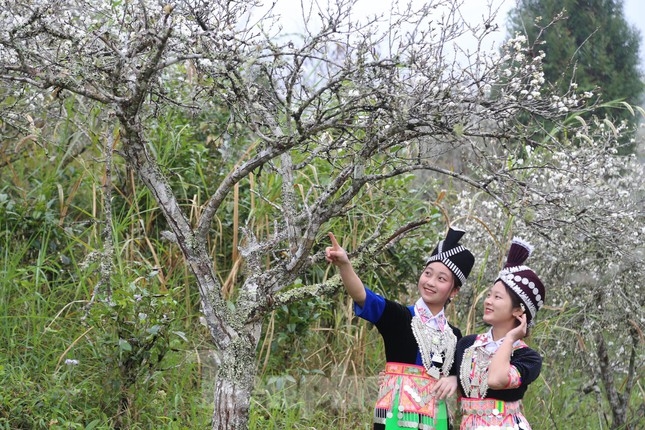 Gentle girls in paradise of white plum blossoms in Nghe An province